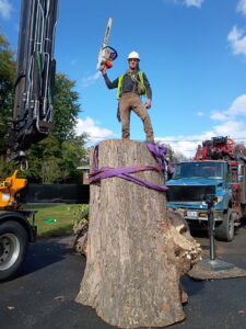 A tree worker standing proudly on a large tree stump, holding a chainsaw, with a crane truck in the background, by S&D Tree Service LLC in Schenectady, NY.
