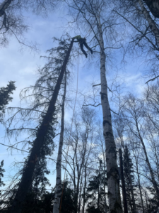 A tree service worker suspended by ropes between two tall trees by Send it tree service in Salem, NH