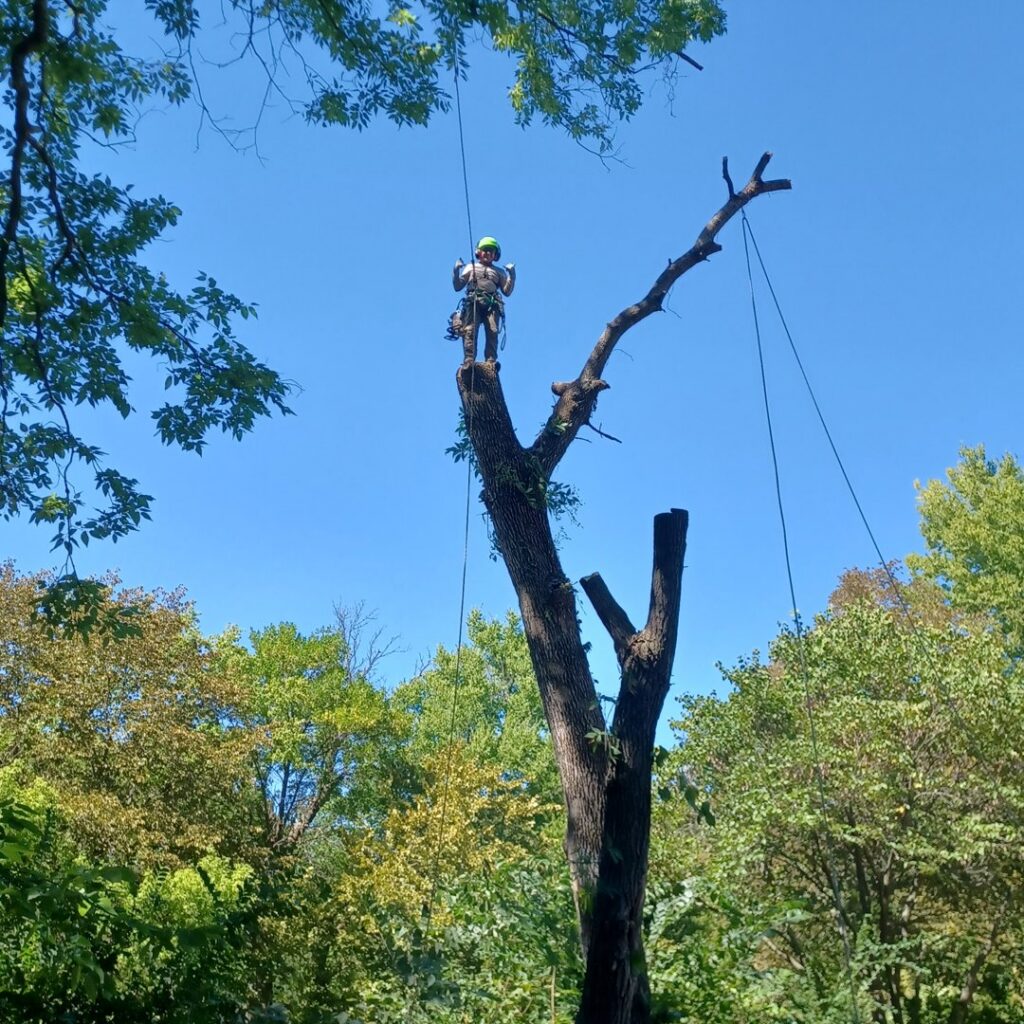 A tree worker giving a thumbs up from high in a partially removed tree, showcasing the work of Nick's Tree Service in Wichita, KS.