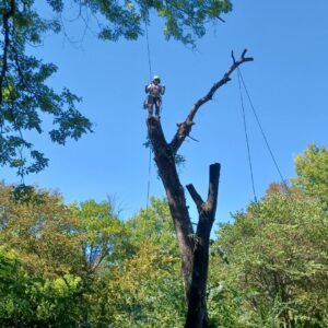 A tree worker giving a thumbs up from high in a partially removed tree, showcasing the work of Nick's Tree Service in Wichita, KS.