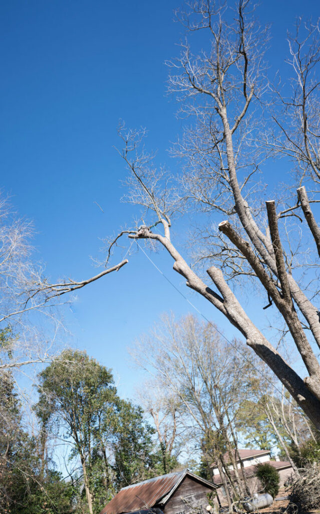 A tree service worker high up in a tall tree, actively trimming branches for B&B Tree Service in Wilmington, NC.
