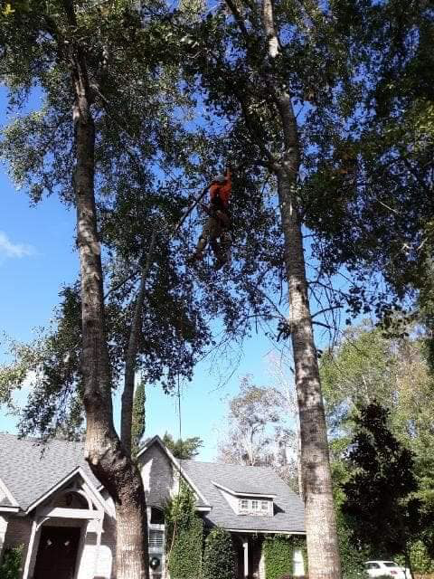 A tree worker actively trimming branches high in a tree near residential houses, performed by Nature boyz tree service in Pittsburgh, PA.