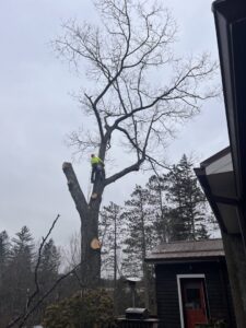 A tree worker in a tree, actively trimming branches with cut limbs visible below, by S&D Tree Service LLC in Schenectady, NY.