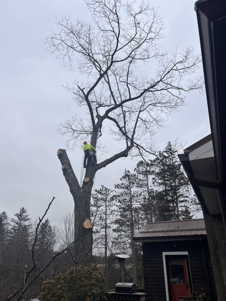 A tree worker in a tree, actively trimming branches with cut limbs visible below, by S&D Tree Service LLC in Schenectady, NY.