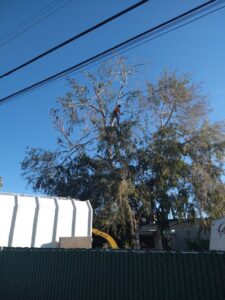 A skilled tree worker high in a large tree, actively trimming branches as part of services by Tree Trimming 4 Less in Los Angeles, CA.