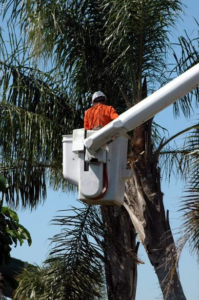 A tree worker in a bucket lift trimming a tall palm tree for Corpus Christi Tree Care in Corpus Christi, TX.