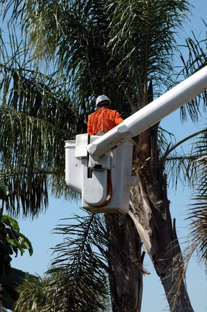 A tree worker in a bucket lift trimming a tall palm tree for Corpus Christi Tree Care in Corpus Christi, TX.