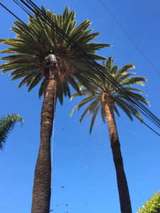 A tree worker trimming a palm tree near power lines for Torres Tree Care in Evanston, IL.