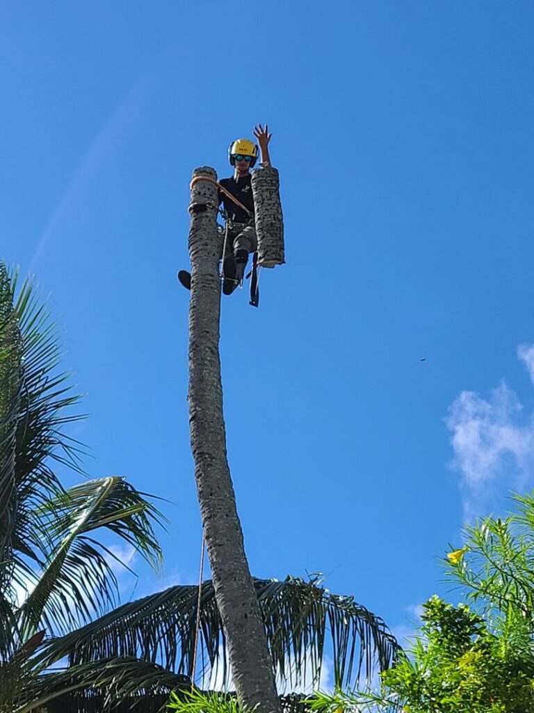 A Starfarm Tree Service Hawaii worker high up on a palm tree, actively trimming it in Kapolei, HI.