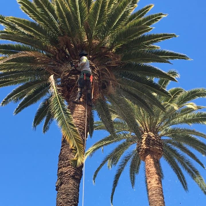 A tree worker safely trimming a tall palm tree for Torres Tree Care in Evanston, IL.