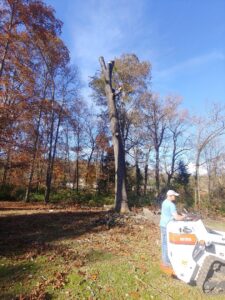 A tree worker trimming a tall tree with a mini skid steer on the ground for Ole' Smokey's Tree Service in Knoxville, TN.