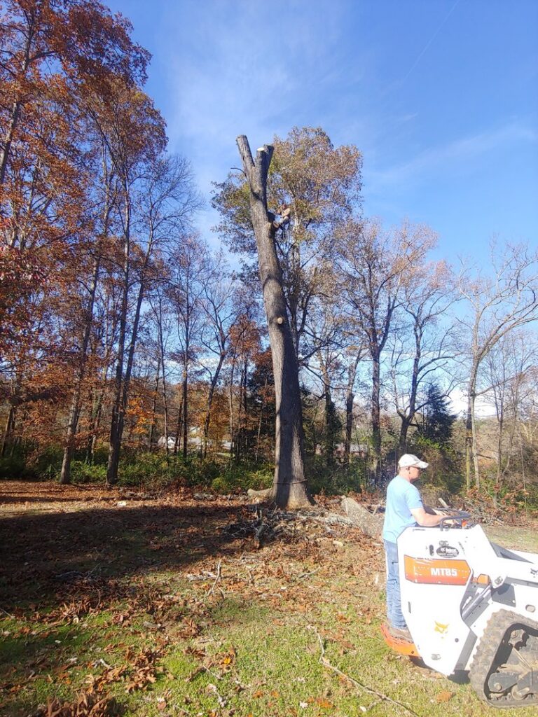 A tree worker trimming a tall tree with a mini skid steer on the ground for Ole' Smokey's Tree Service in Knoxville, TN.