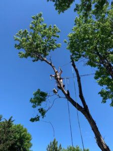 A tree worker from Slim's Tree Care, secured with ropes, trimming branches high in a leafy tree in West Fargo, ND.