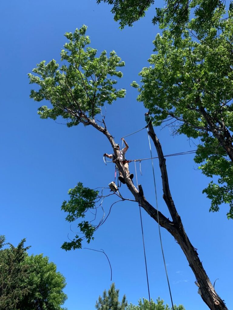 A tree worker from Slim's Tree Care, secured with ropes, trimming branches high in a leafy tree in West Fargo, ND.