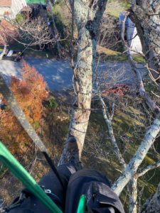 A tree worker's perspective looking down from high in a tree during a tree service by West Bay Tree Works LLC in Coventry, RI.