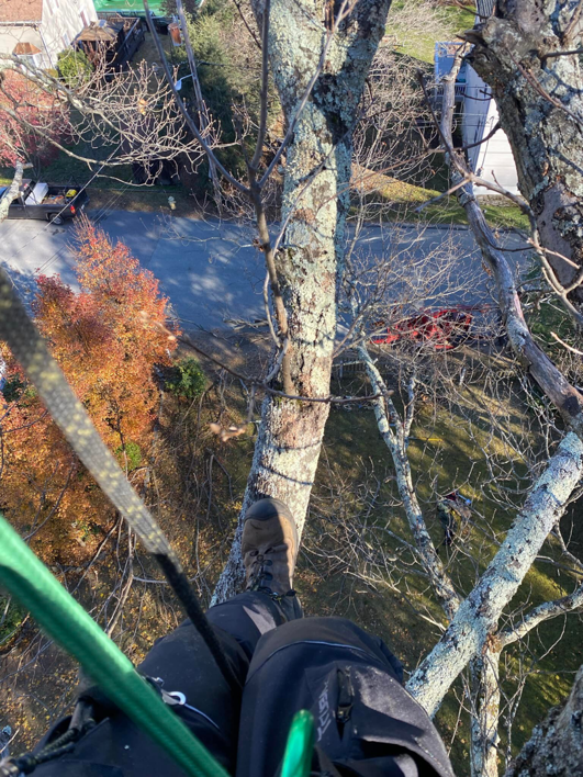 A tree worker's perspective looking down from high in a tree during a tree service by West Bay Tree Works LLC in Coventry, RI.