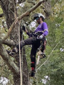 A professional tree worker with a chainsaw and safety gear performing tree services for Broccolo Tree Care in Rochester, NY.