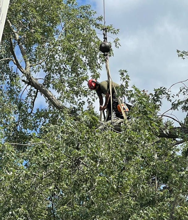 A tree worker with a chainsaw, secured by a crane line, performing tree work high in a tree for Tip Top Tree Care in Grand Rapids, MI.