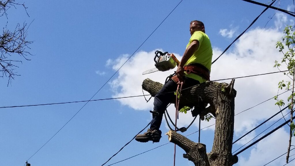 A tree service worker with a chainsaw high in a tree, performing removal for JT Tree Service & Removal in Toledo, OH.