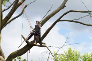 A tree worker using a pole saw to trim branches high in a tree for Unique Tree Service in West Jordan, UT.