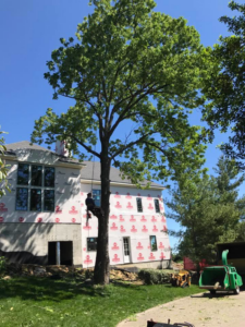 A tree worker in a tree with a wood chipper on the ground for Green Branch Tree Service LLC in Nashville, TN.
