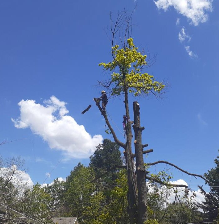 Two professional tree workers pruning a large tree, one using a chainsaw, demonstrating services by ALOHA TREE CARE in Meridian, ID.