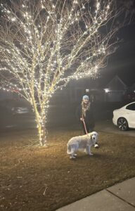 A front yard tree beautifully wrapped with white lights, showcasing a completed job by Lights Made Easy of Charleston, SC