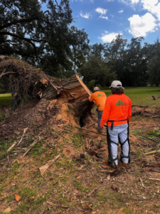 Treeco Tree Care workers clearing a large fallen tree after storm damage in Kenner, LA.