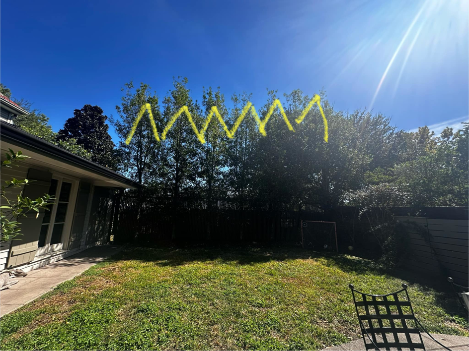A row of trees marked with yellow lines, indicating areas for trimming or pruning by Audubon Tree Care in New Orleans, LA.