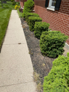 Neatly trimmed bushes and a mulched garden bed by Barreto's Family Construction Company in Dayton, OH.