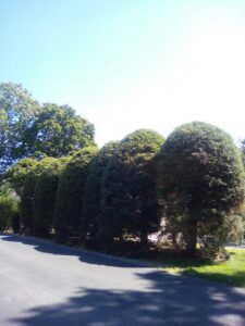A row of neatly trimmed evergreen trees, showcasing shaping services by Essential Tree Service in Boston, MA