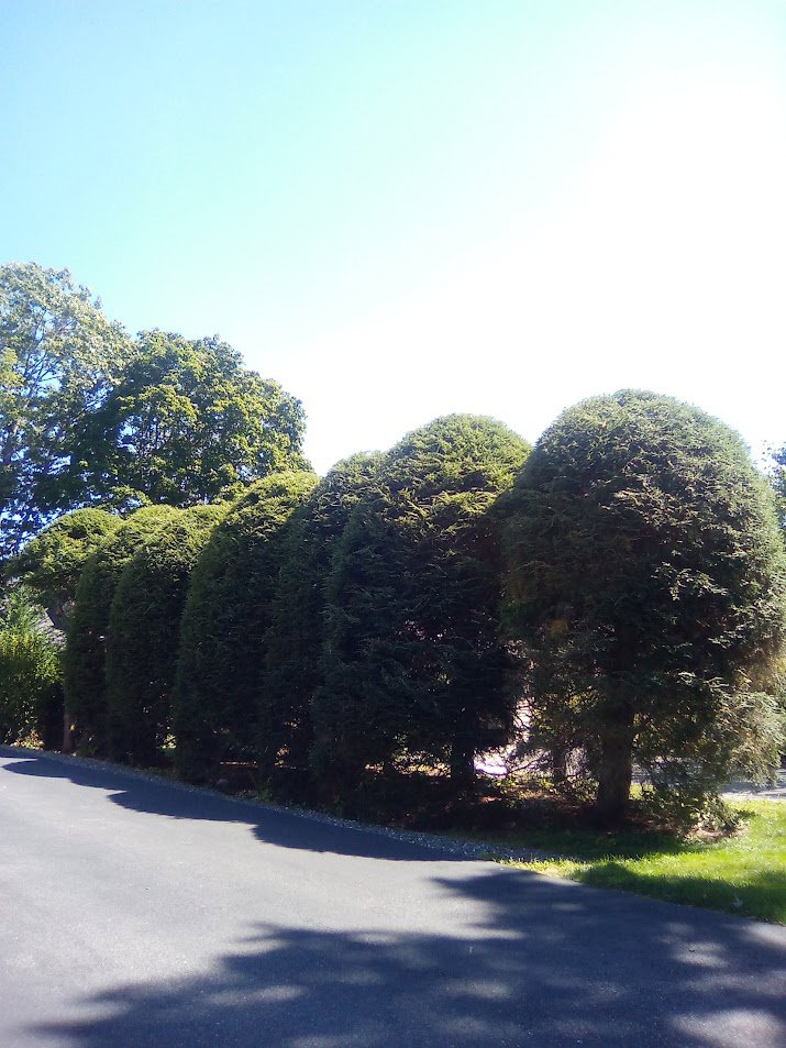 A row of neatly trimmed evergreen trees, showcasing shaping services by Essential Tree Service in Boston, MA