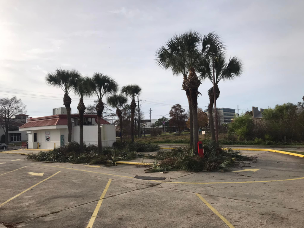 Recently trimmed palm trees with frond debris on the ground after service by J.Pittman Services in New Orleans, LA.