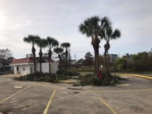 Recently trimmed palm trees with frond debris on the ground after service by J.Pittman Services in New Orleans, LA.