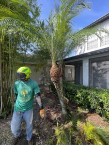 Recently trimmed palm trees in a residential area, showcasing work by Right Cut Tree in Orlando, FL.