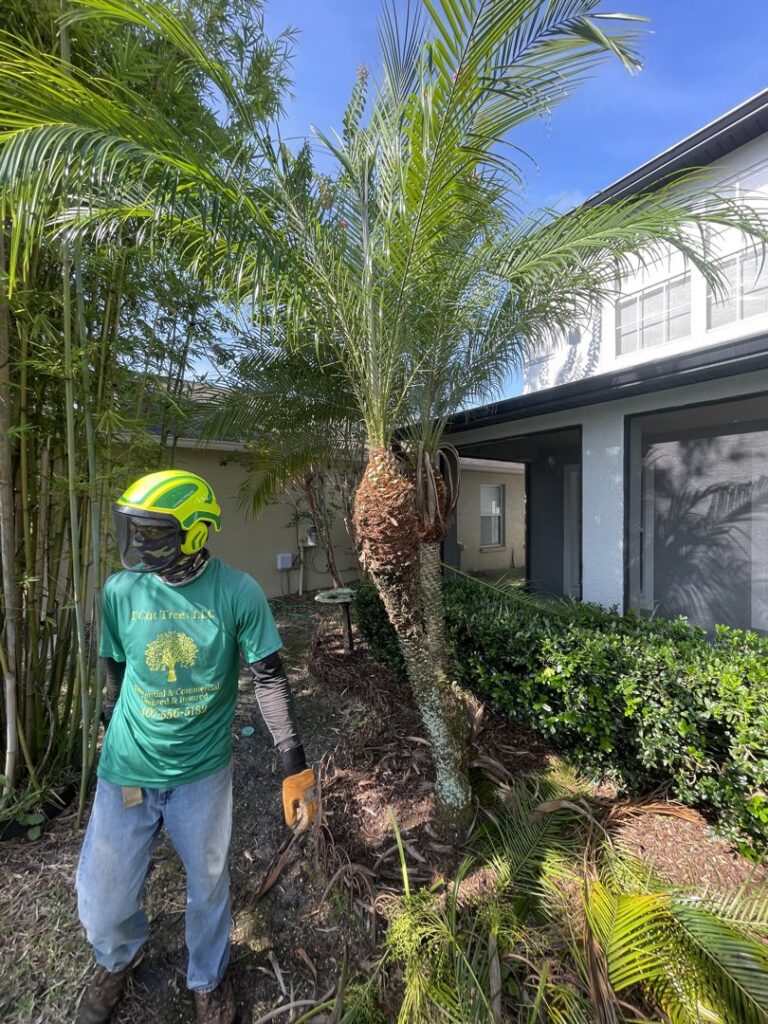 Recently trimmed palm trees in a residential area, showcasing work by Right Cut Tree in Orlando, FL.