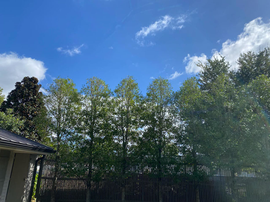 A row of neatly trimmed and pruned trees in a backyard, showcasing completed tree service work by Audubon Tree Care in New Orleans, LA.