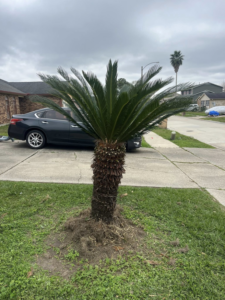 A neatly trimmed sago palm tree after service by Mr Reliable Ground Works in New Orleans, LA