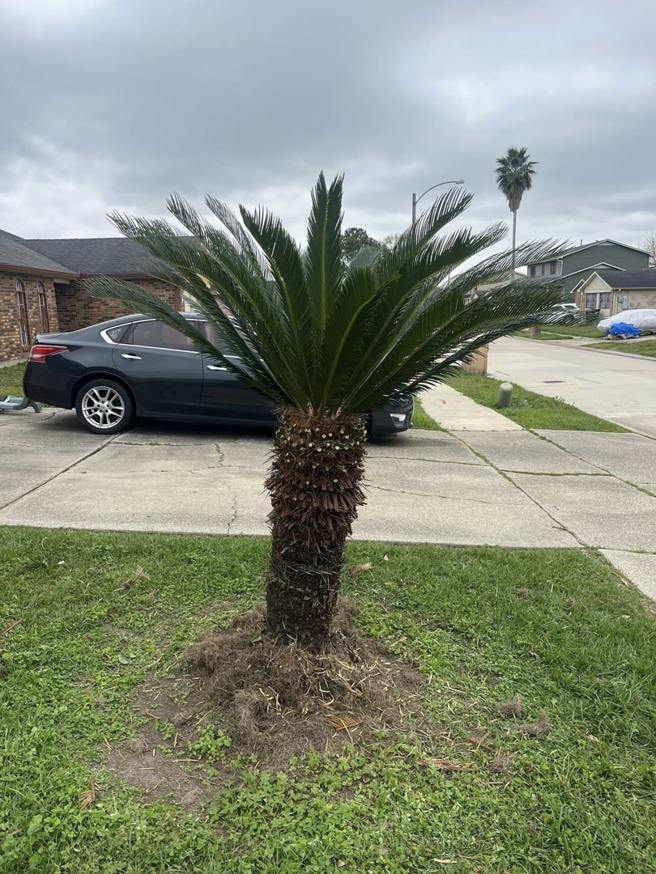 A neatly trimmed sago palm tree after service by Mr Reliable Ground Works in New Orleans, LA