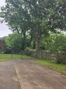 A large tree with visible trimming marks on its trunk after a service by Top Notch Tree Service LLC in Tulsa, OK