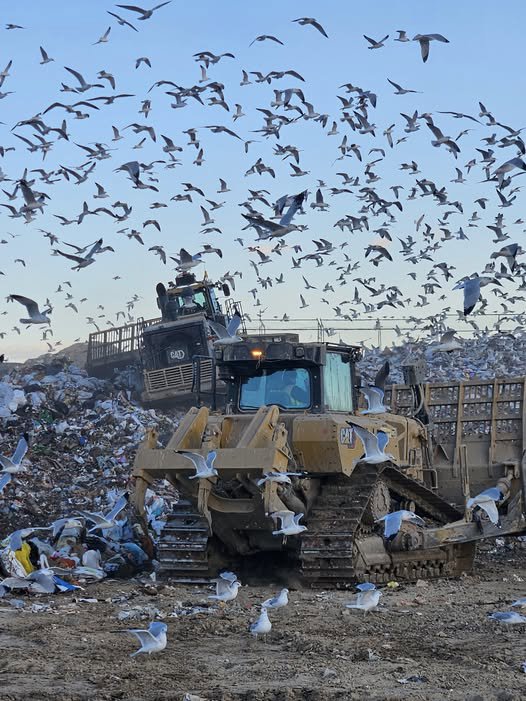 A pickup truck bed filled with tree branches and yard waste, collected by We R Trash Inc. for removal in Loveland, CO