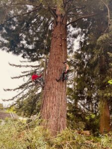 Two arborists from Wild Roots Arborist climbing and working on a very large tree using ropes and harnesses in Fayetteville, AR.