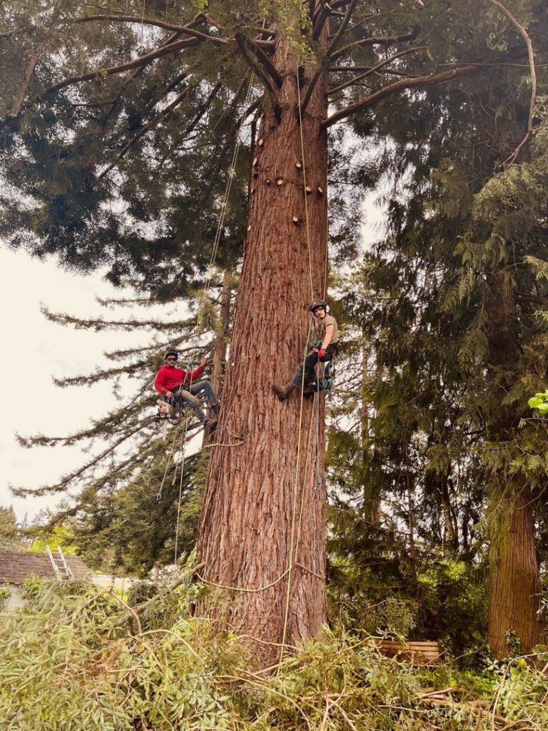 Two arborists from Wild Roots Arborist climbing and working on a very large tree using ropes and harnesses in Fayetteville, AR.