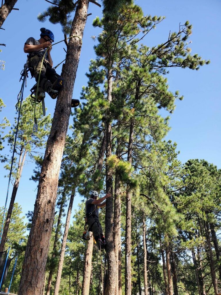 Two skilled arborists from Lind Legacy Tree Service climbing tall pine trees for trimming or removal in Colorado Springs, CO