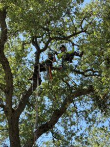 Two skilled arborists in safety gear high up in a large tree, performing tree trimming for Nexus Tree Solution's in Sacramento, CA