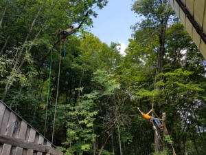 Two Sylvan Tree Care arborists harnessed and climbing trees for service work in Montpelier, VT.