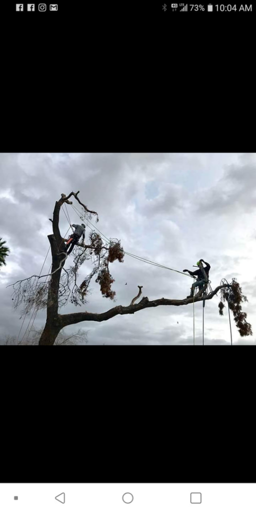 Two arborists safely roped in a large tree performing trimming services for Crowning Arborist in Phoenix, AZ.