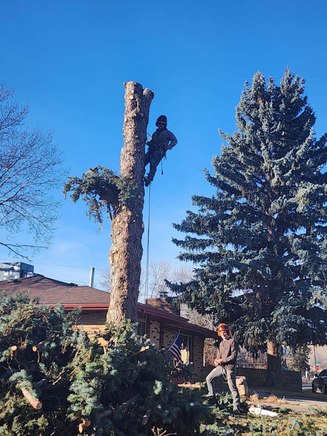 Two arborists performing a tree removal service, one climbing a trunk and another on the ground, for Old Pro Tree Management in Great Falls, MT.