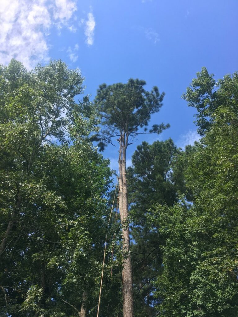 Two arborists with chainsaws and ropes performing tree trimming high in a bare tree for Trinity Tree Service in Cumming, GA.