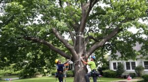 Two arborists working on a large tree with ropes and harnesses, providing tree service by JTE & Company in Oxford, MA.